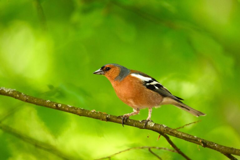 nikon-z8-00006-1536x1024